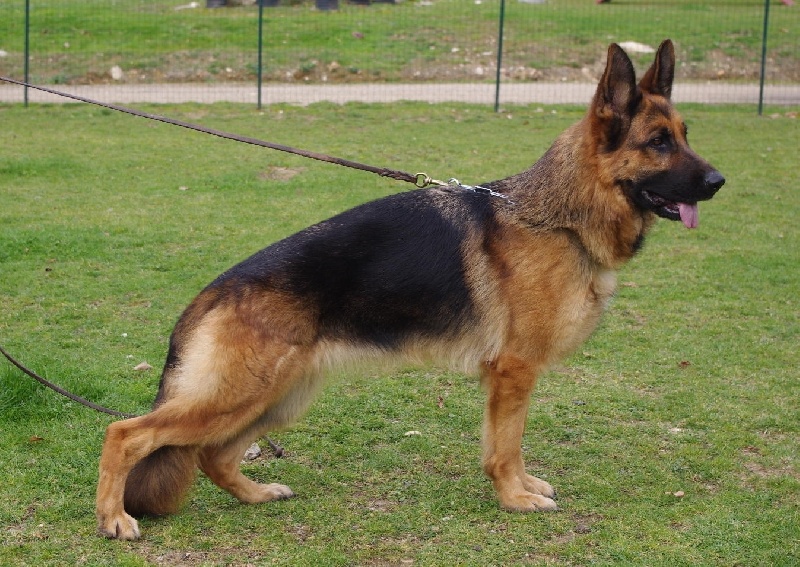 CH. Charon du val de siagne