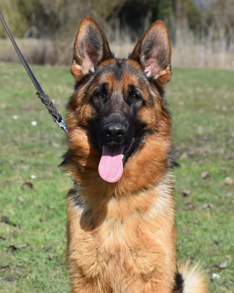 Uphelia des contes de Gwelane