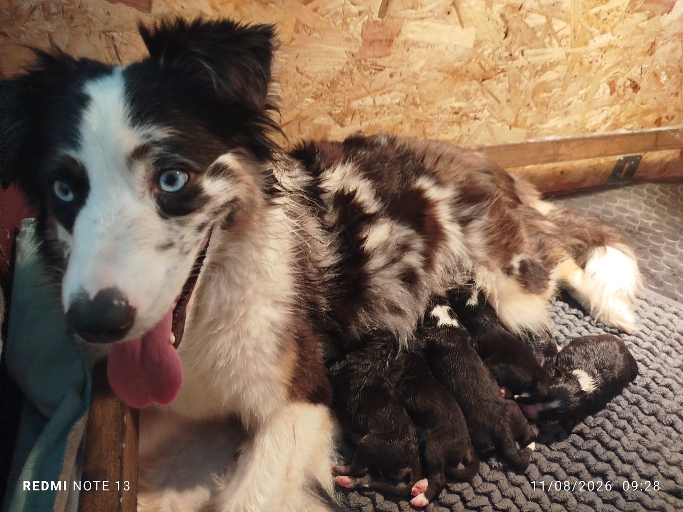Naissance des chiots de Blue (Ultra blue du domaine de milk)