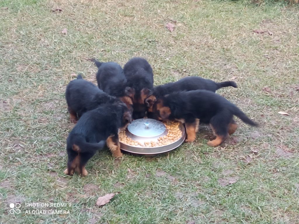 Chiots de Léna / portée novembre 2021