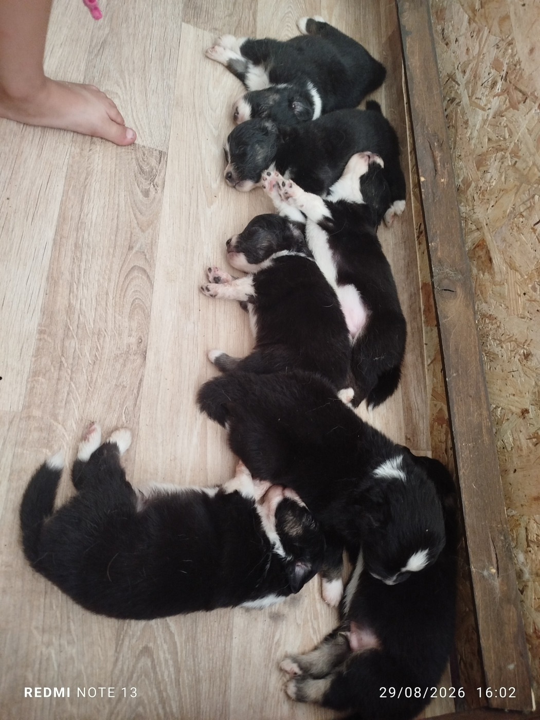 Chiot Berger Américain Miniature  du val de siagne