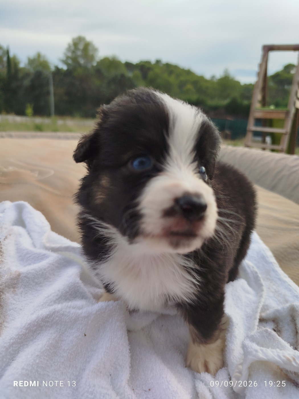du val de siagne - Chiots disponibles - Berger Américain Miniature 