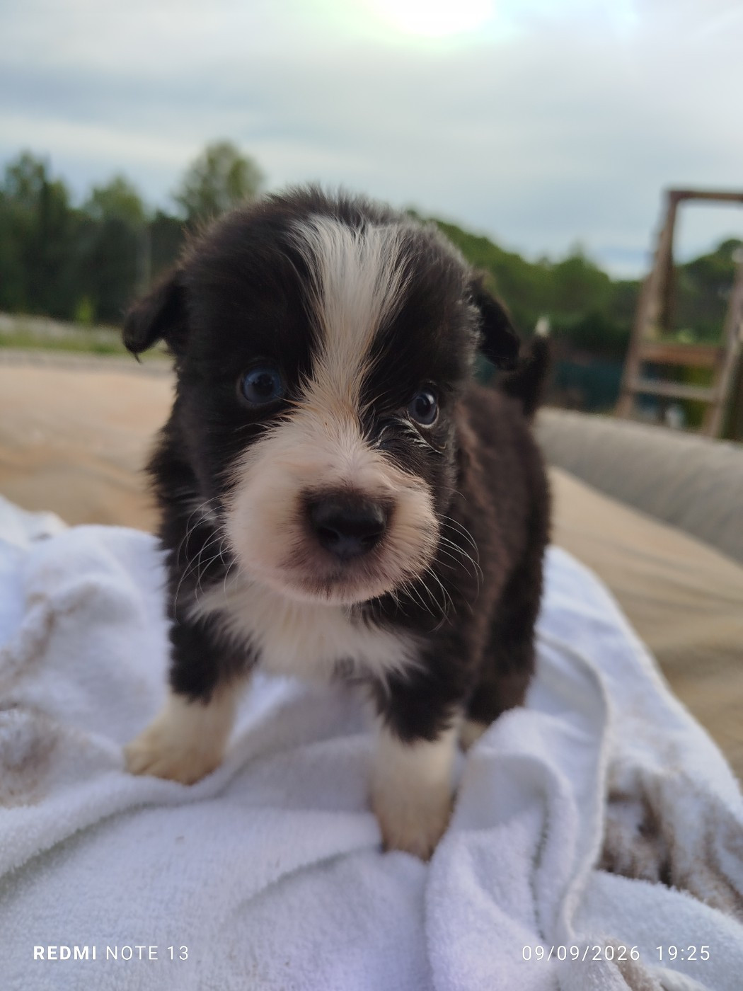du val de siagne - Chiots disponibles - Berger Américain Miniature 