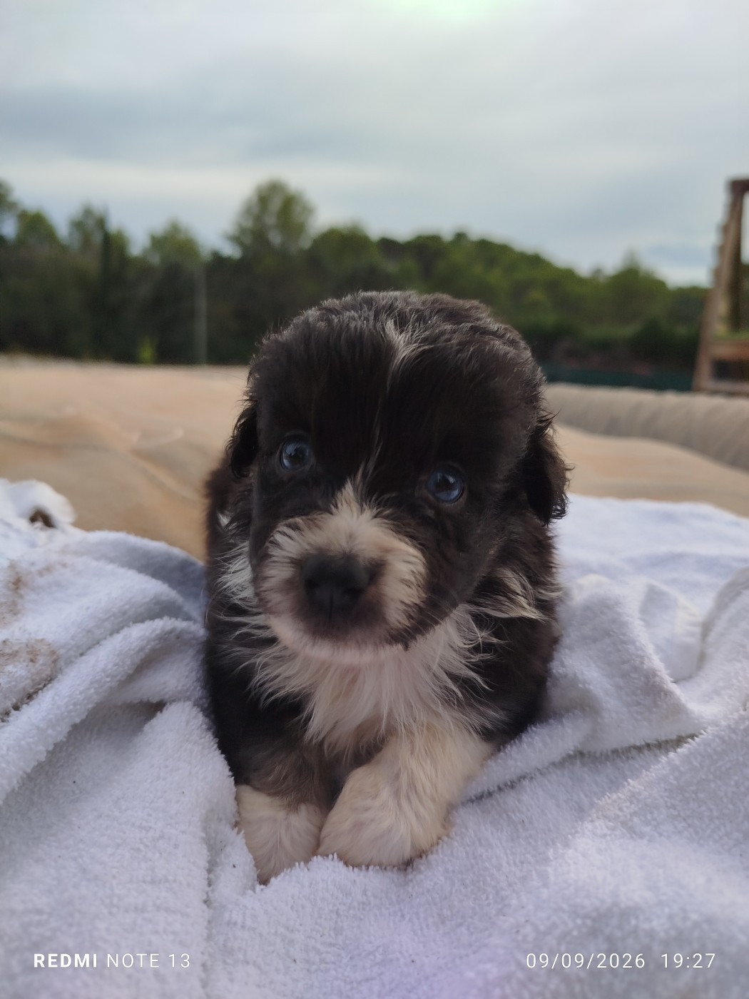 du val de siagne - Chiots disponibles - Berger Américain Miniature 