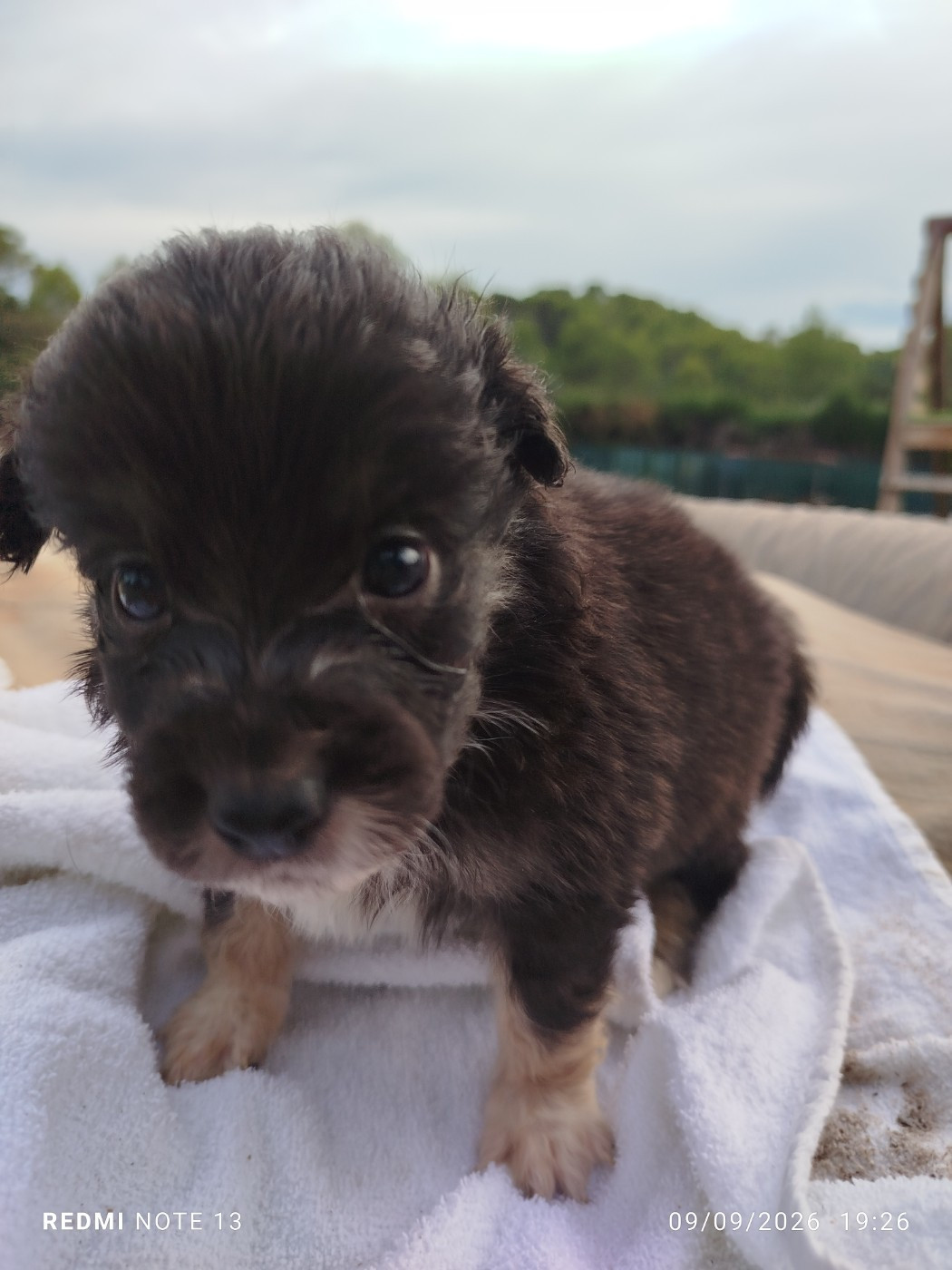 du val de siagne - Chiots disponibles - Berger Américain Miniature 