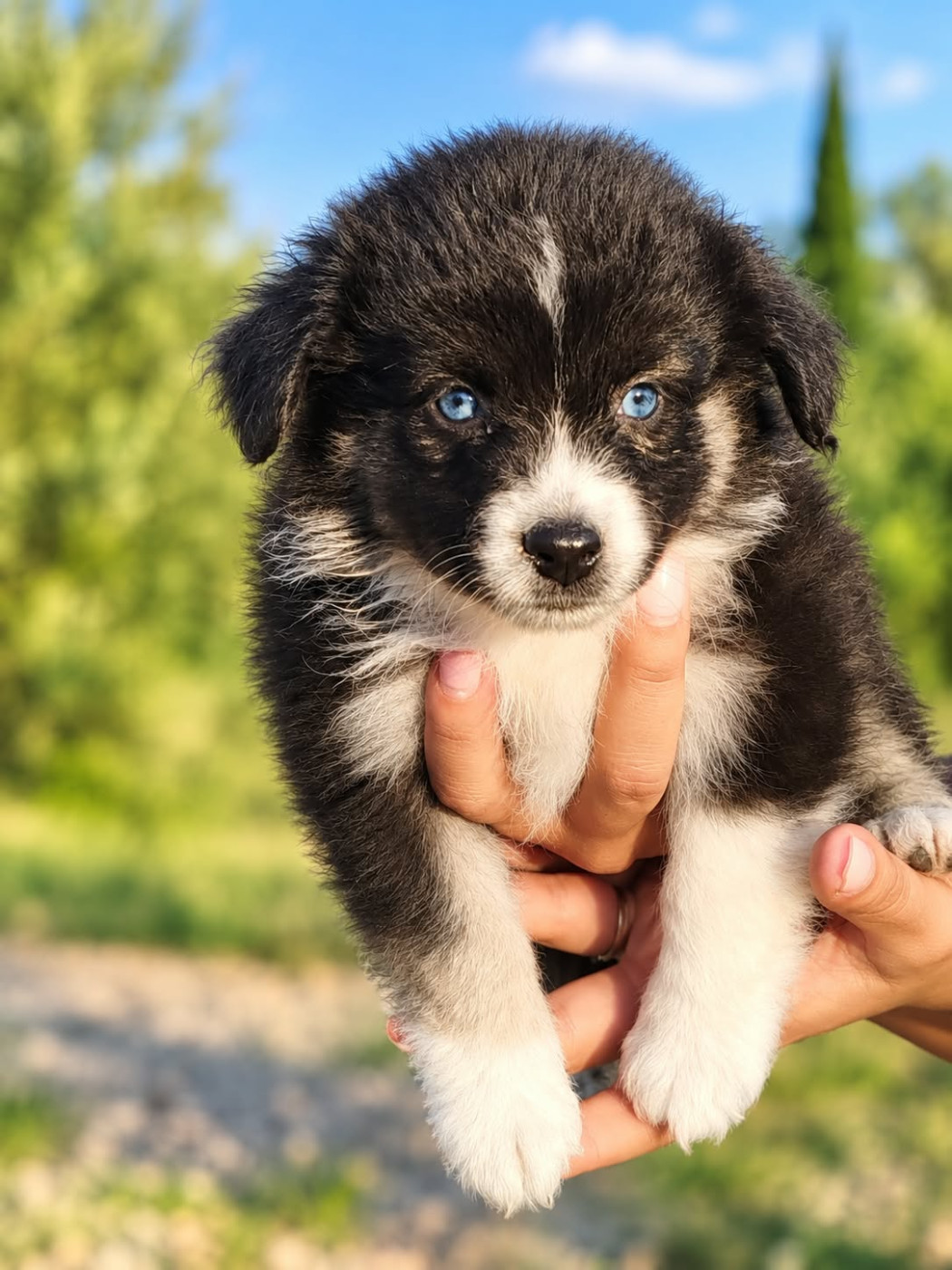 du val de siagne - Chiots disponibles - Berger Américain Miniature 