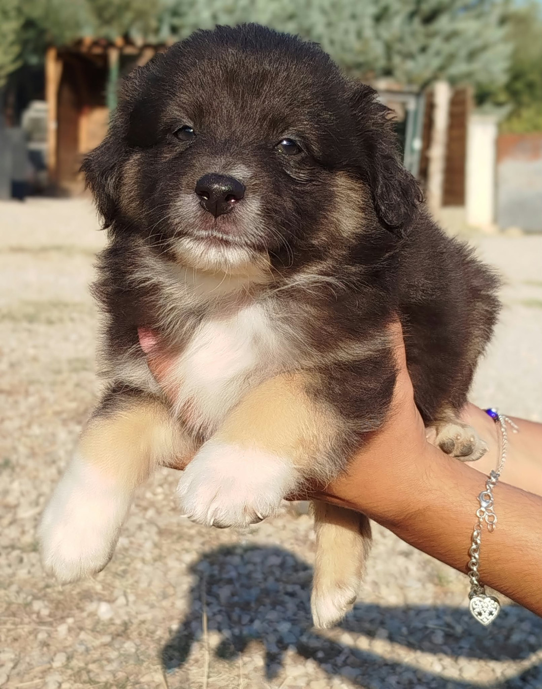 du val de siagne - Chiots disponibles - Berger Américain Miniature 