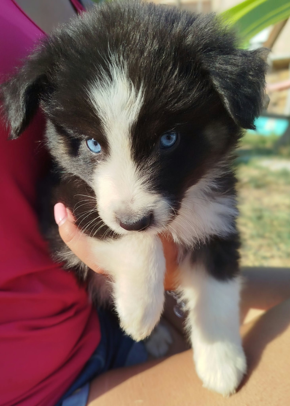 du val de siagne - Chiots disponibles - Berger Américain Miniature 
