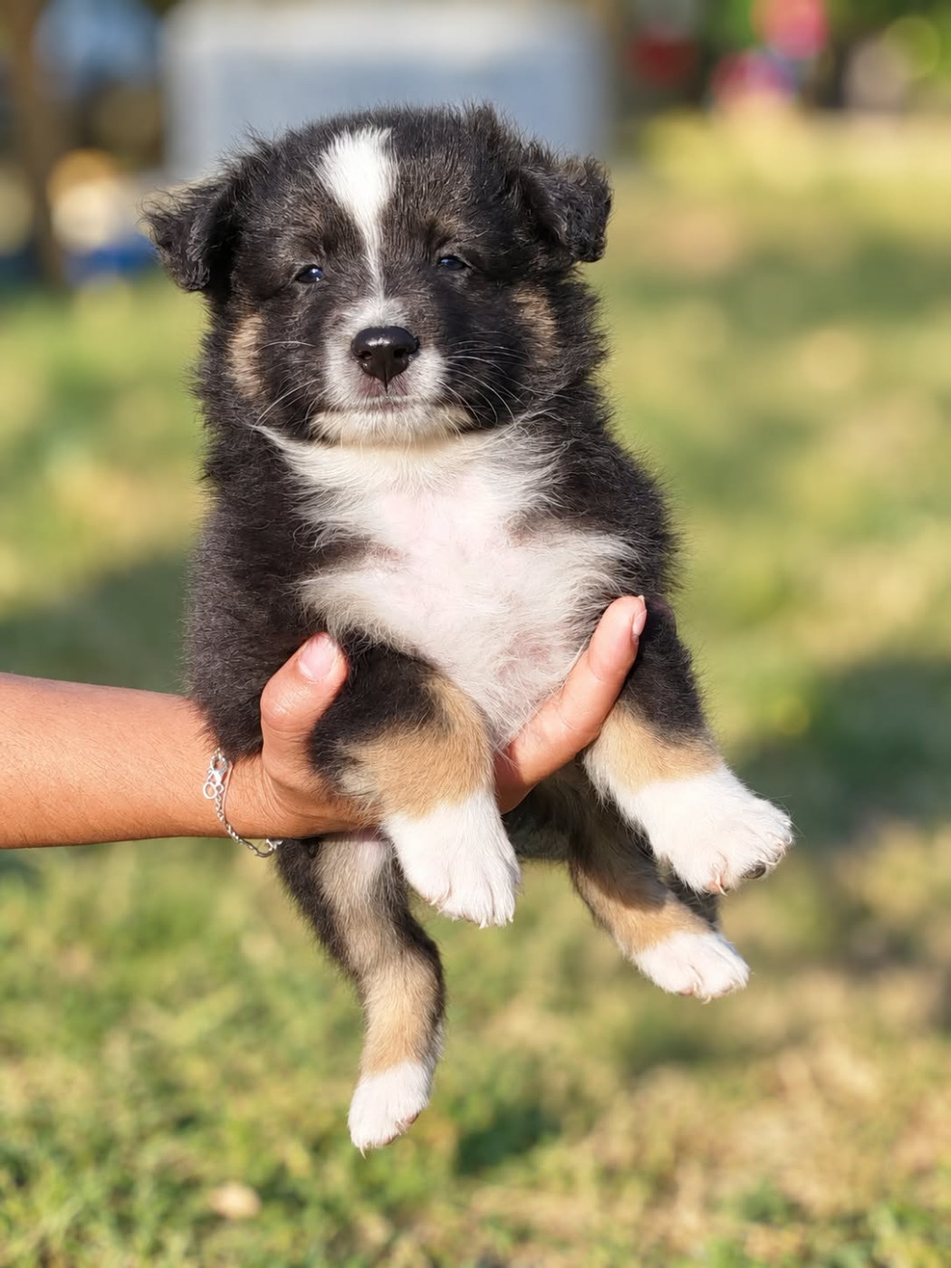 du val de siagne - Chiots disponibles - Berger Américain Miniature 