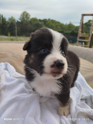 Chiot N°1