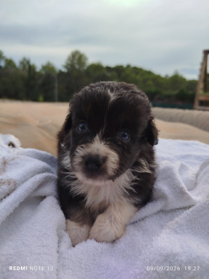 Chiot N°3