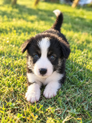 Chiot N°7